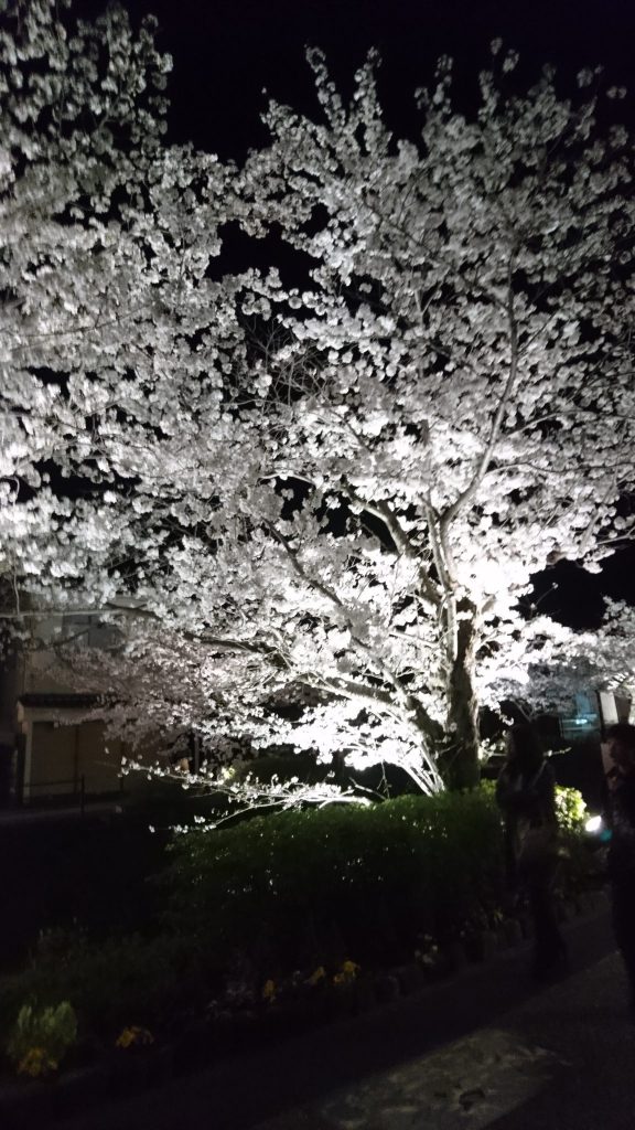 4月1日 一の坂川桜満開