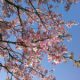 向島(防府市)の桜