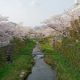 一の坂川の桜、開花！
